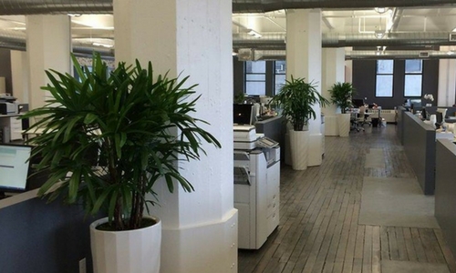 Money Plant for Sharp Corner