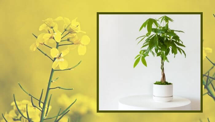 Money Tree