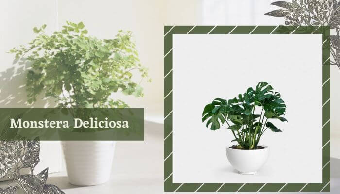 Monstera deliciosa Plants
