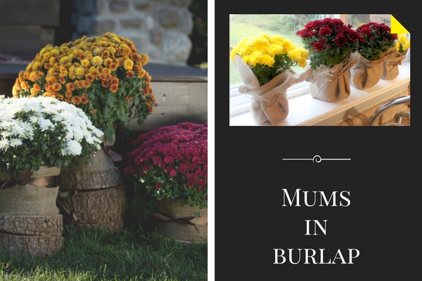 Mums in Burlap