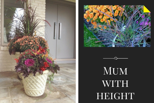 Mum With Height