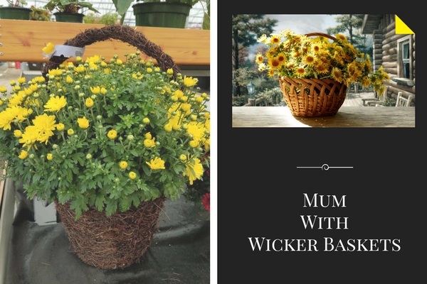 Wicker Baskets