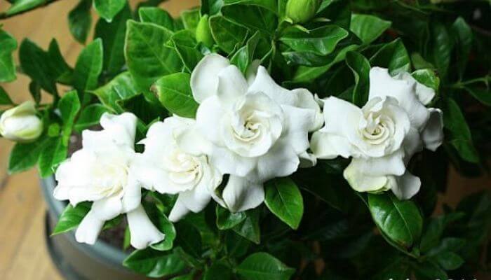 Mystery Gardenia
