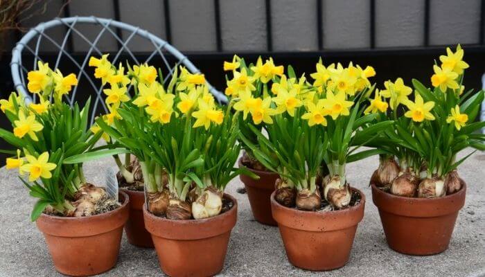 Narcissus