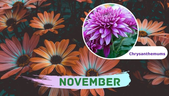 November: Chrysanthemums