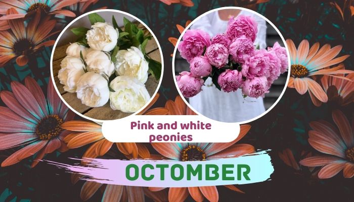 October: Pink and White Peonies