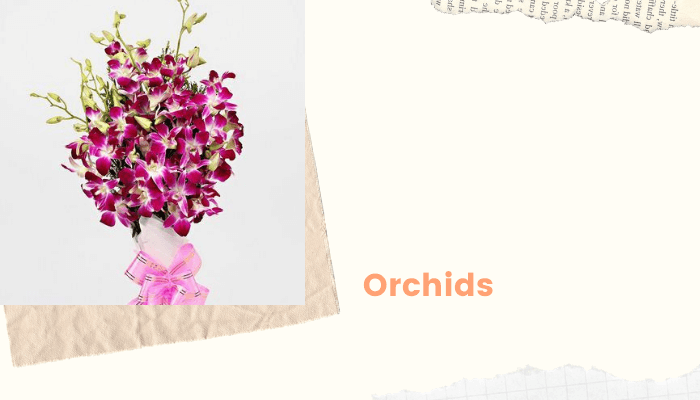 Orchids