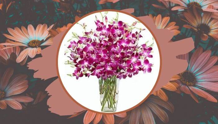 Orchids