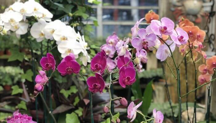 Orchids