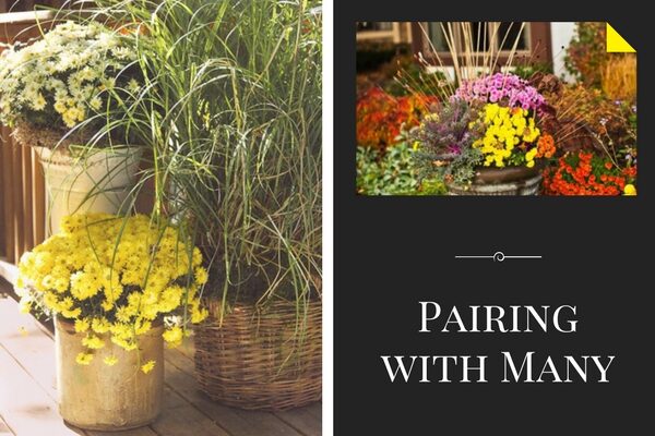 Pairing With Many