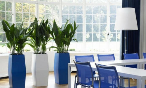 Peace lily for Windowsill