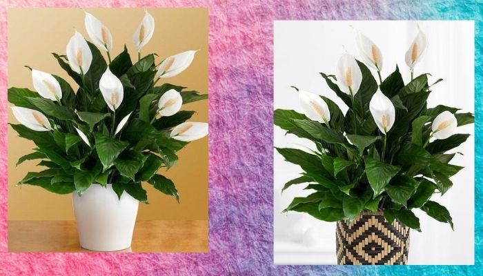 Peace Lily