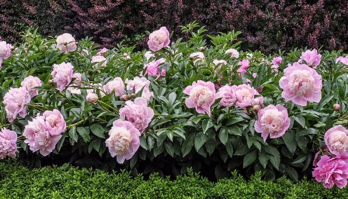 Peonies
