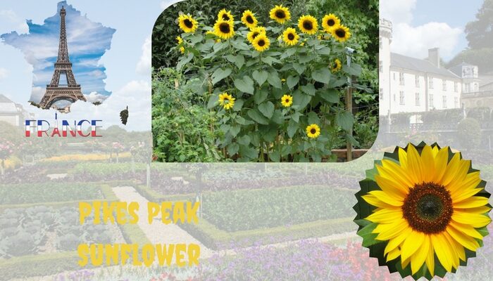 Pikes Peak sunflower 