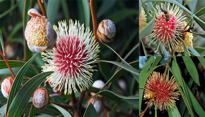 Pincushion Hakea Laurina