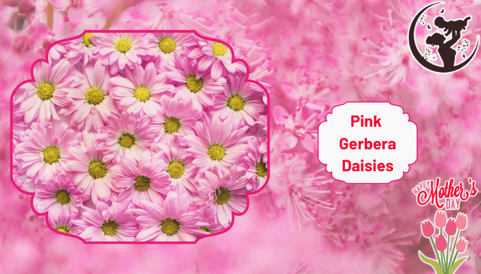 Delightful Pink Gerbera Daisies