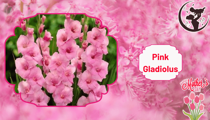Glamorous Pink Gladiolus