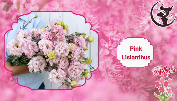 Fragranced Pink Lisianthus