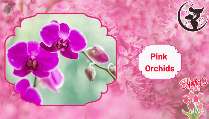 Awesome Pink Orchids