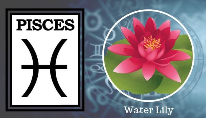 Flower: Water Lily