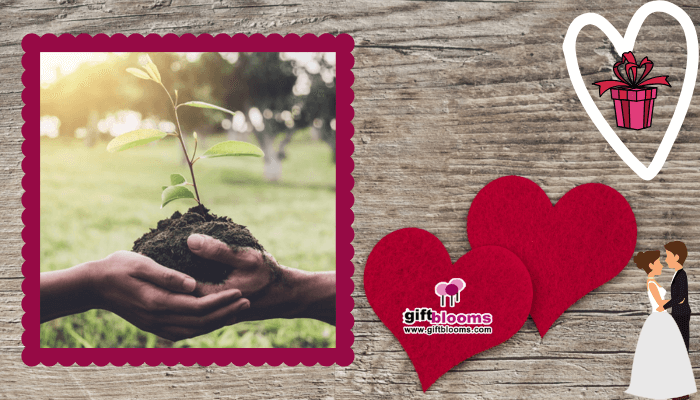 Plant a Tree Together