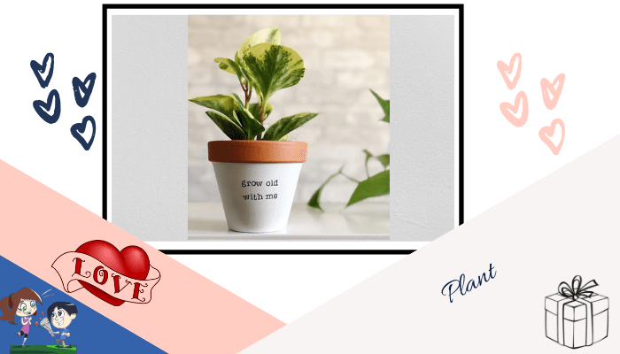 Plant Gift