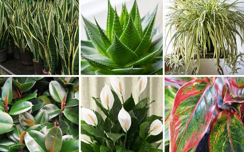 Plants Are Air Purifiers