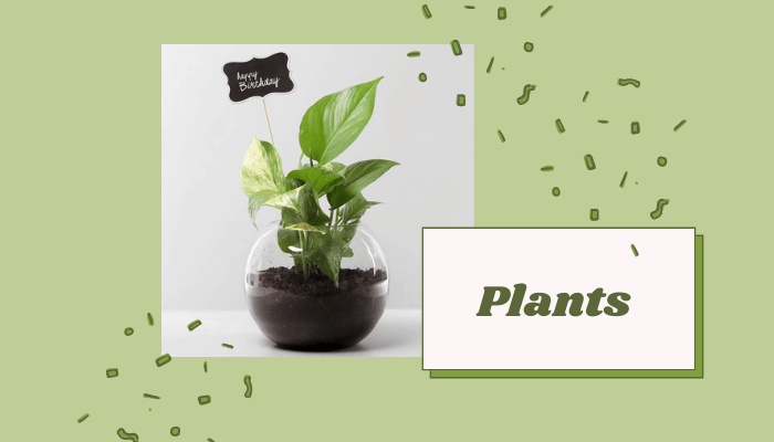 Plants
