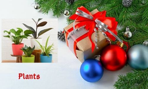 4. Plants