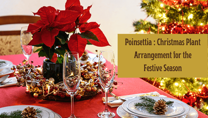 Poinsettia : Christmas Plant Arrangement for the Festive Season