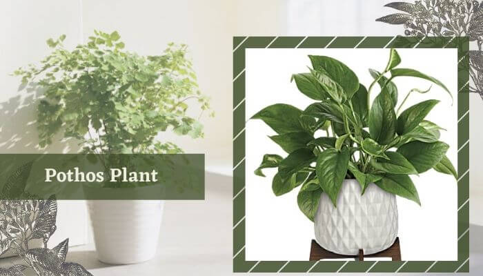Pothos Plant