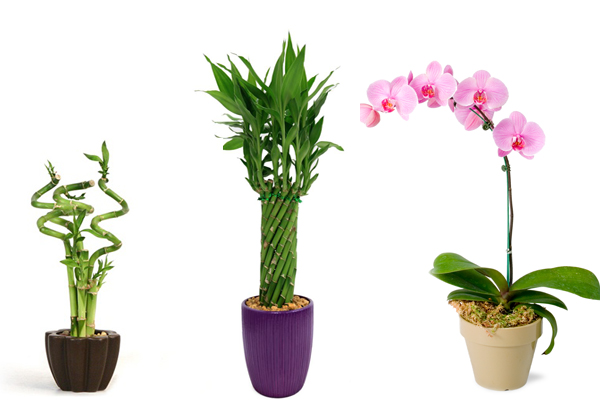Potted Plants