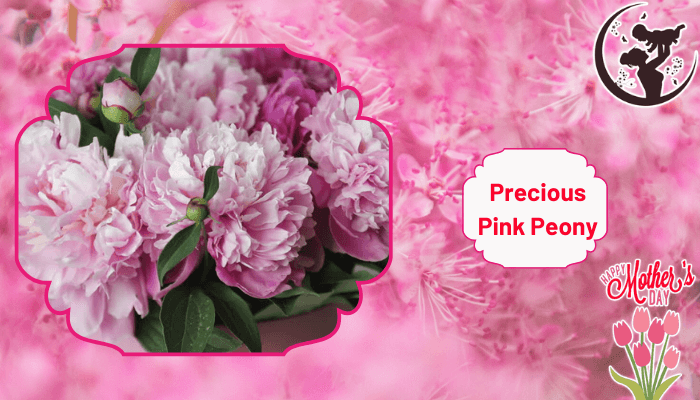 Precious Pink Peony