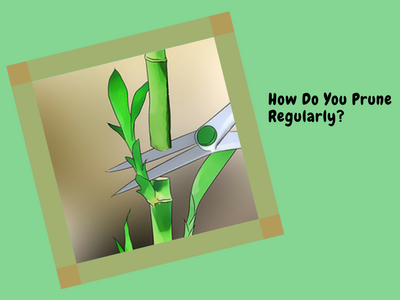 How do you prune regularly?
