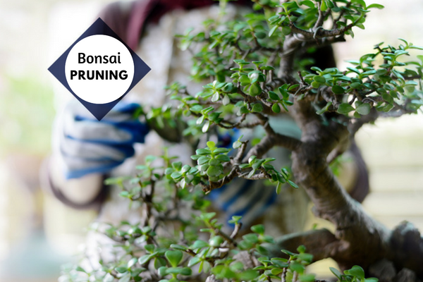 Pruning your Bonsai