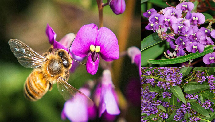 Flower of Purple
