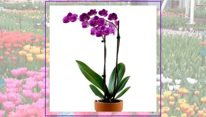 Purple Orchid