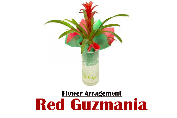 Red Guzmania