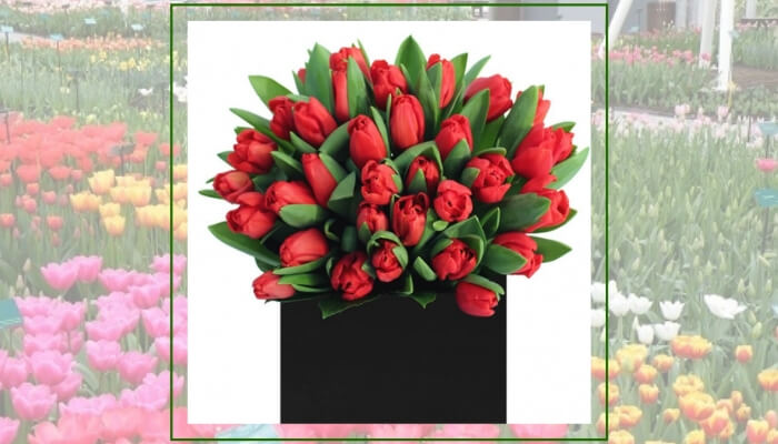 Red Tulips