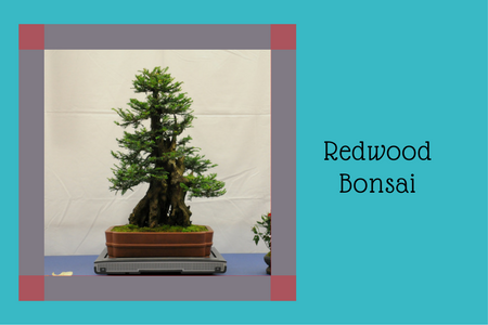 Redwood Bonsai