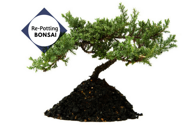 Re-Potting Bonsai
