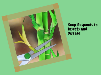 Keep responding to insects and disease