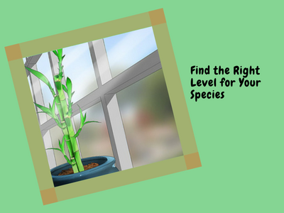 Find the right light level for your species