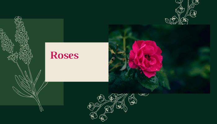 Roses
