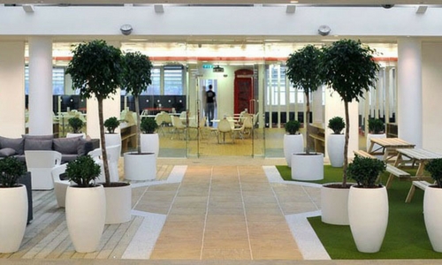 Rubber Plant For hallways and Meeting Space
