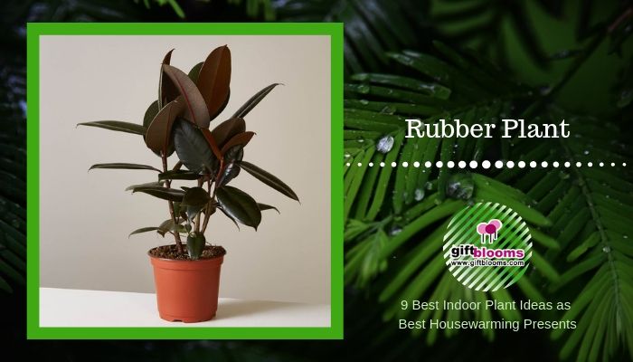 Rubber Plant