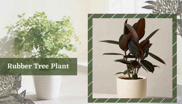 Rubber Tree Plant