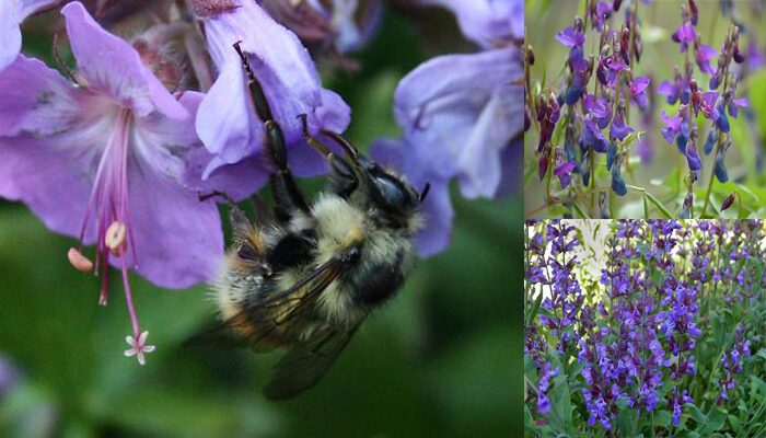 Sage Salvia Officinalis