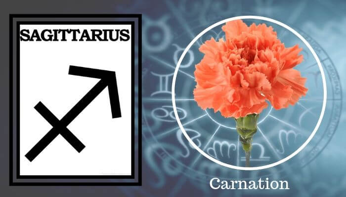 Flower: Carnation