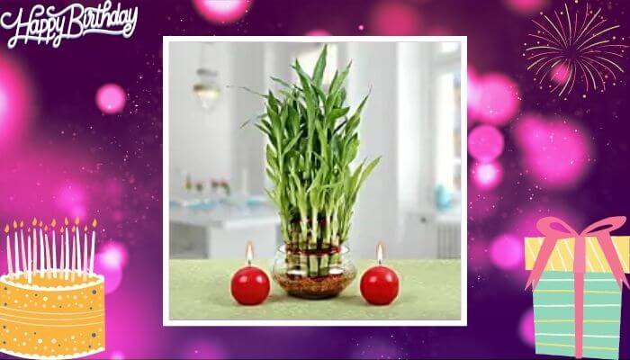Scented Candles and Plant